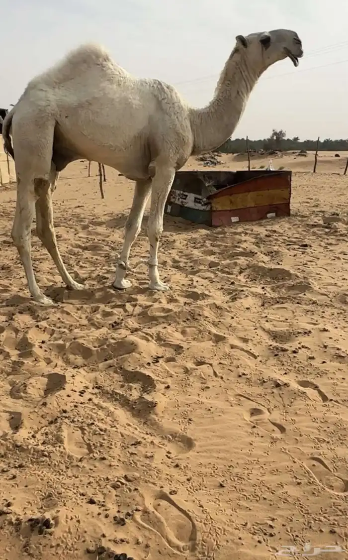 قعود اوضح كفو 0
