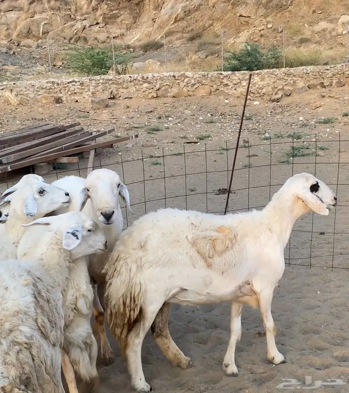 ضان او غنم حرش جروم فاخره 7 بالفحل ( تم البيع) 1