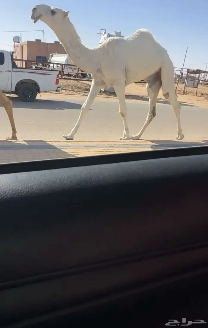 قعود اوضح كفو 1