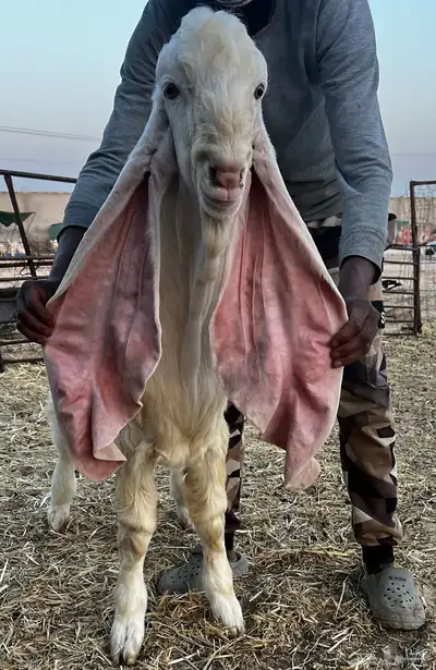 تم البيع جذع مطور خصم ابيض ابرص (هولندي)- (حجازي) 2