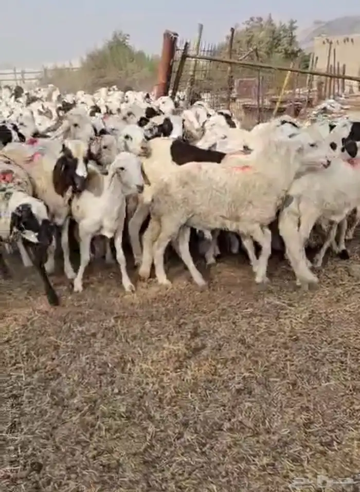 طليان سواكن دمازين 0
