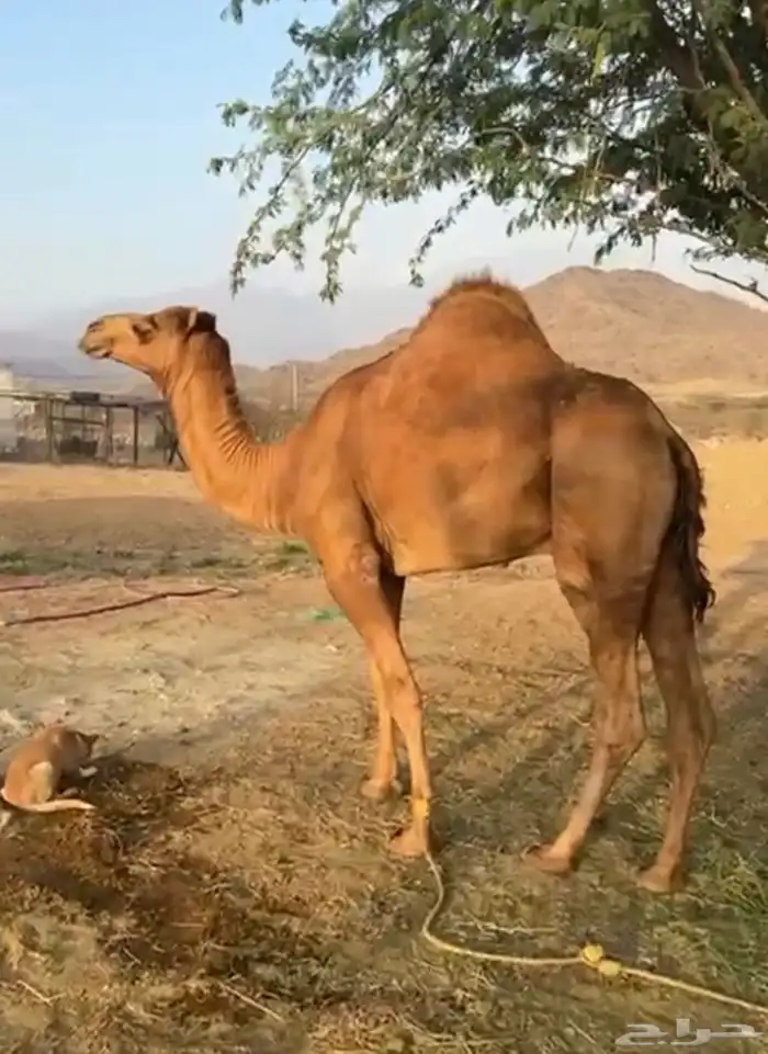 قعود فحل فاخر فاخر 0