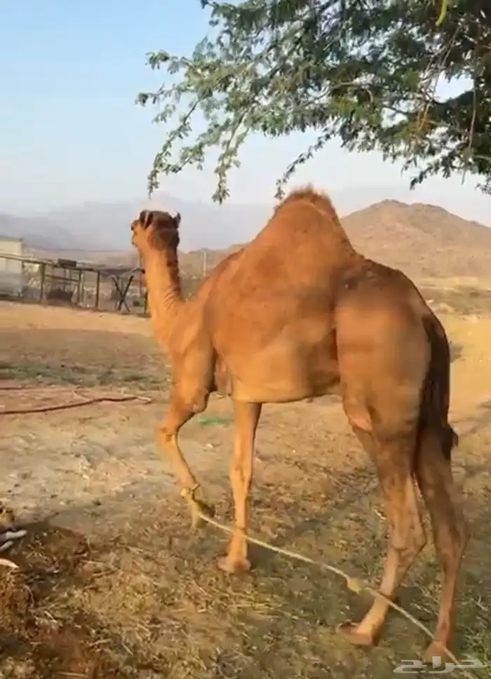 قعود فحل فاخر فاخر 1