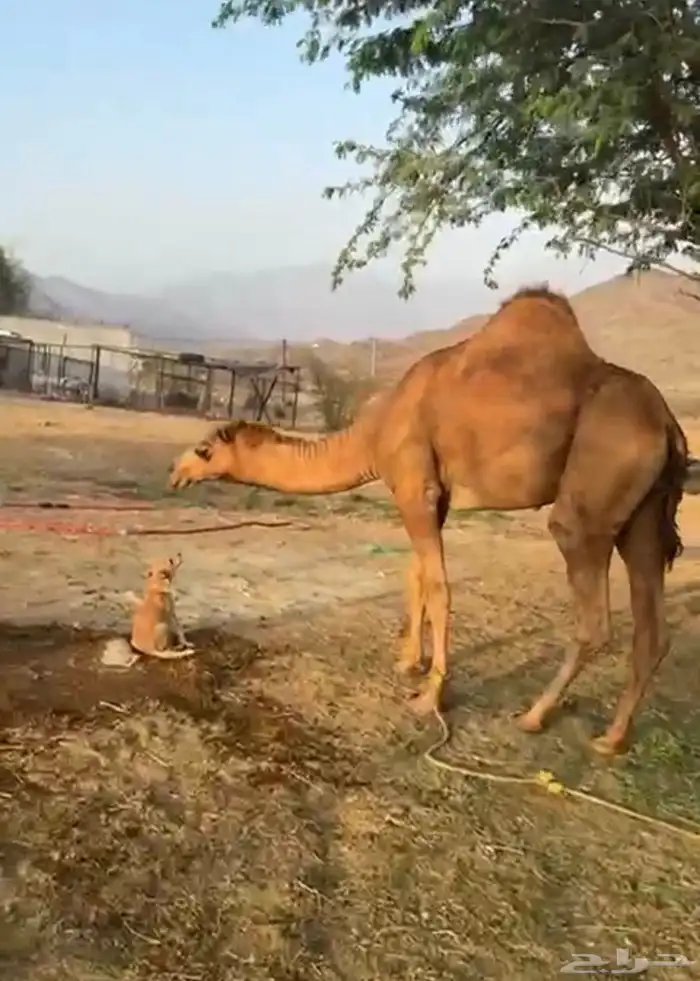 قعود فحل فاخر فاخر 4