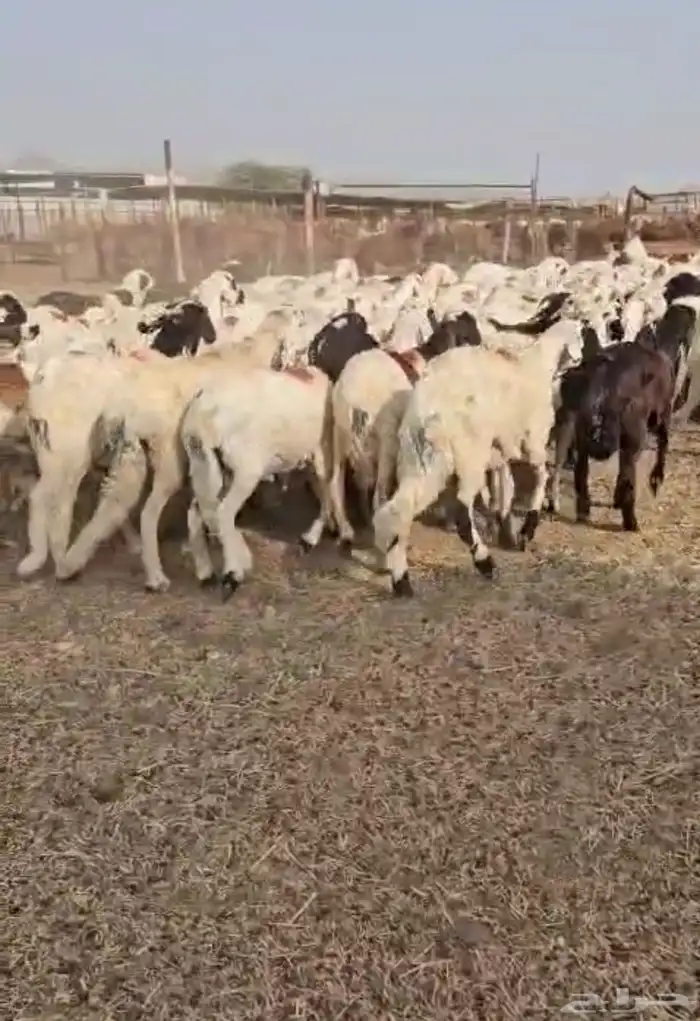 طليان سواكن دمازين 1