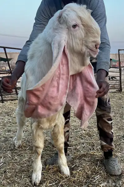 تم البيع جذع مطور خصم ابيض ابرص (هولندي)- (حجازي) 1