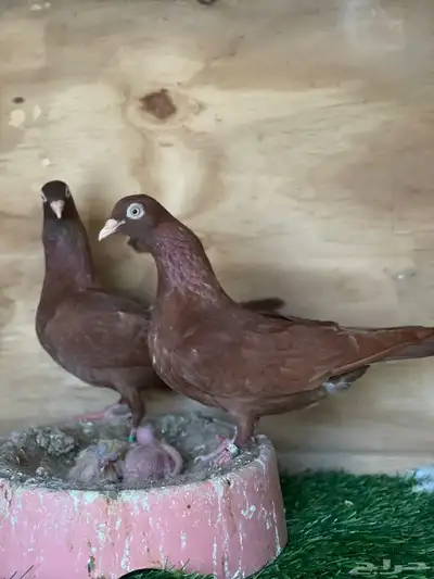 زوج حمام شيكر منتج 1