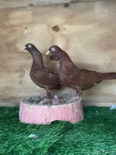 زوج حمام شيكر منتج 0