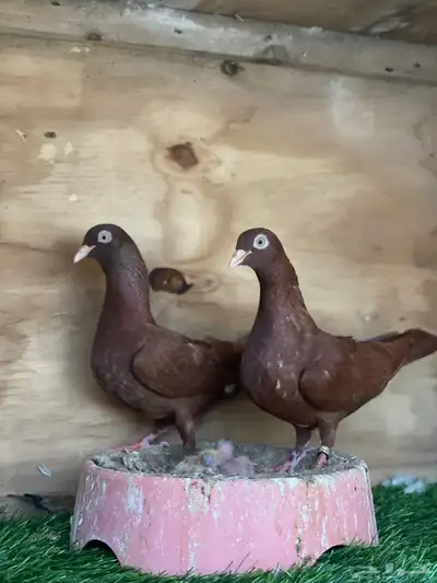 زوج حمام شيكر منتج 2