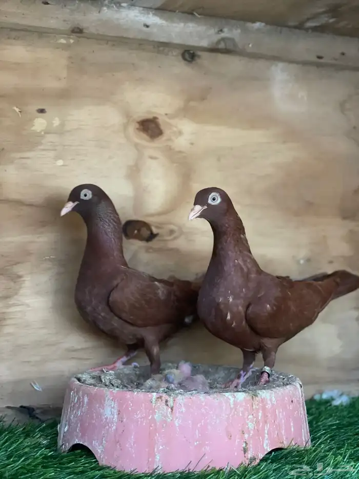 زوج حمام شيكر منتج 2