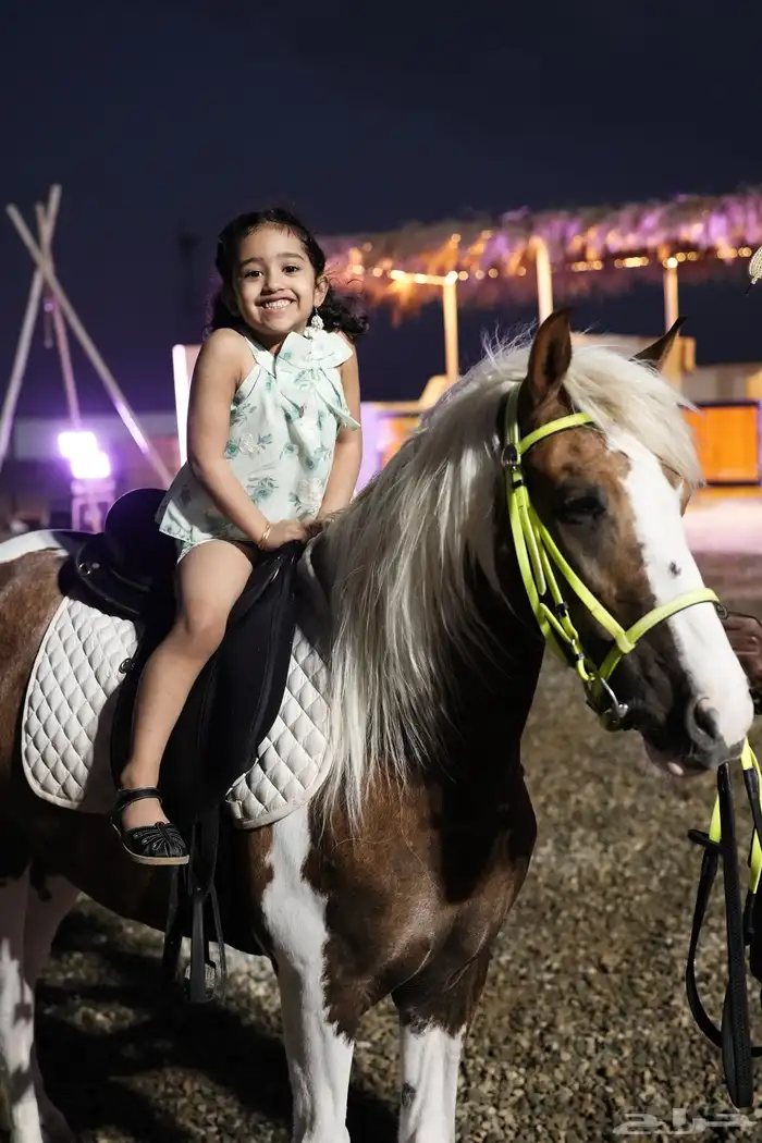 خيل وسيسي مدربة للمناسبات والحفلات والمدارس وجلسات التصوير 0