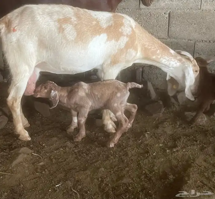 تيس كلهاري فاخر ( تم البيع ) 4