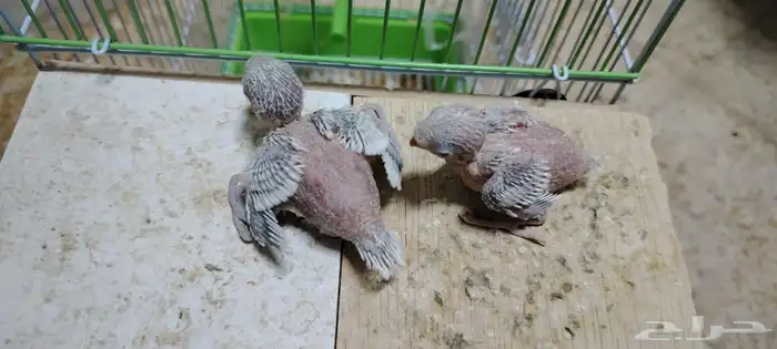 زوج بادجي منتج معه فرخين(تمم البيعع) 2