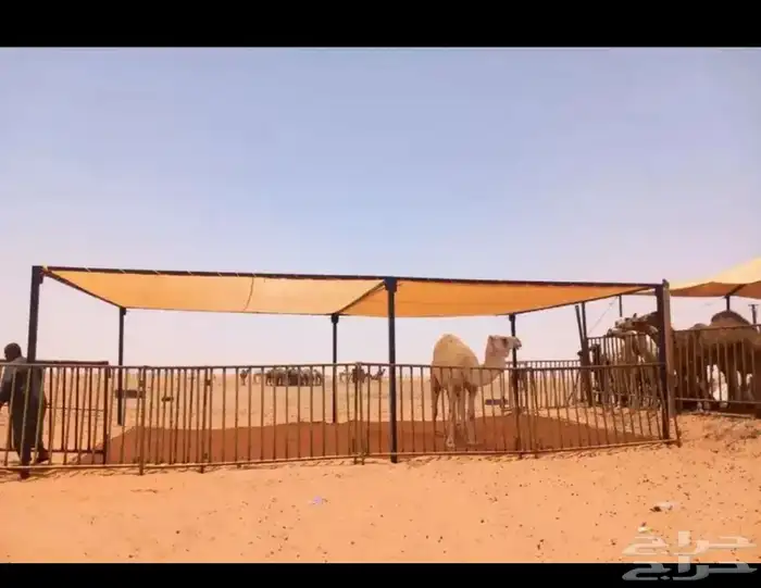 مظلات ابل وغنم 1