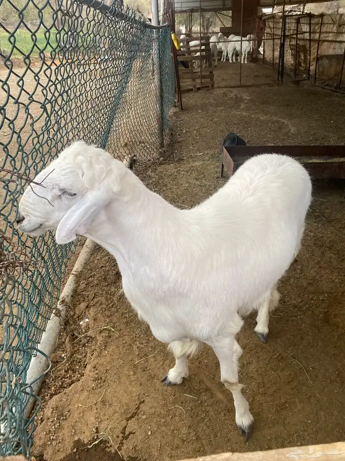طليان جذعان 5