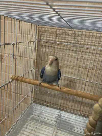 روز 0