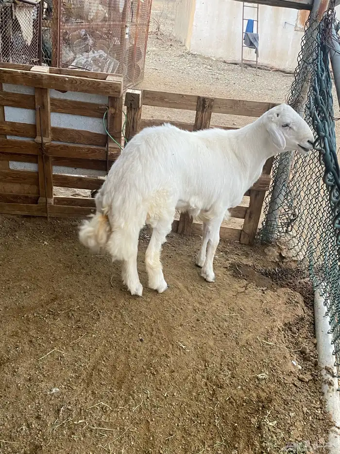 طليان جذعان 4