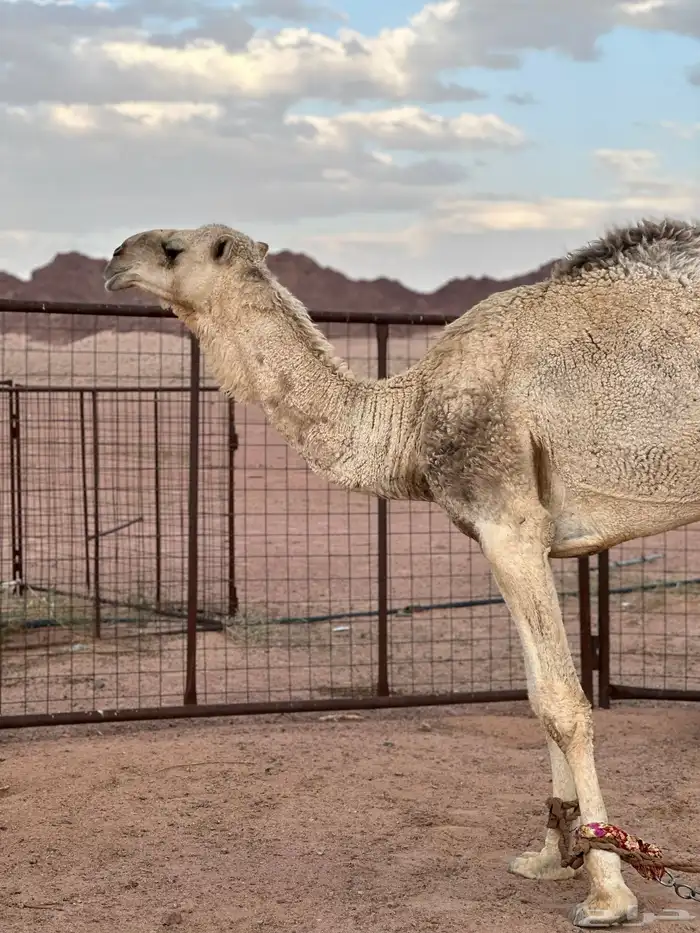 يعع قعود 4