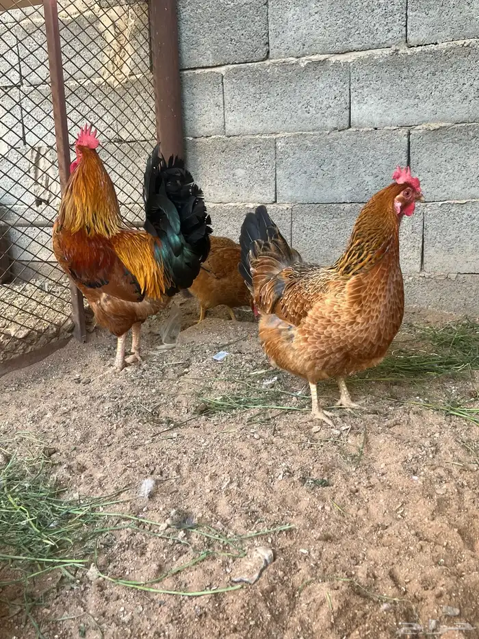 دجاج تركي اصل وجروم طيبه( تم البيع ) 0