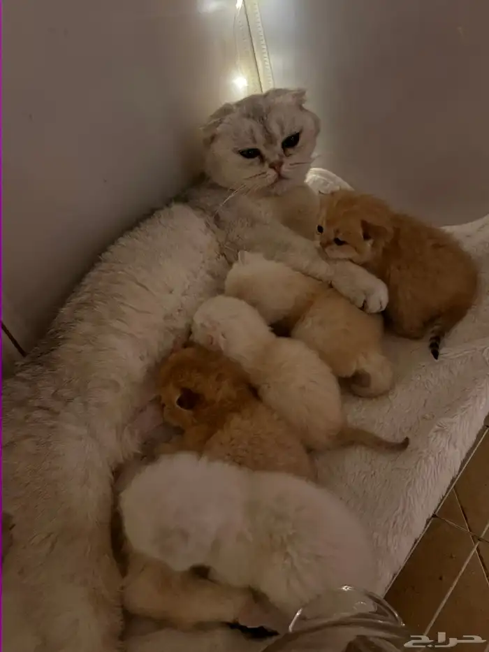 عرض الاجازه للتزاوج بسعر200 قط برتش يوجد كتن للبيع 13