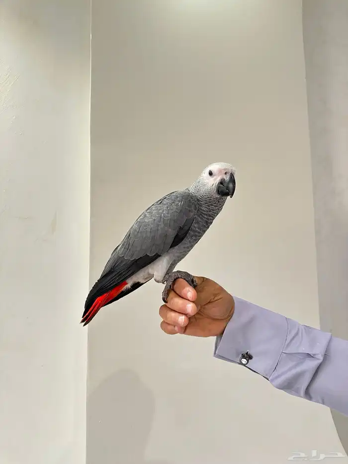 فرخ كاسكو هدد حجم سوبر سوبر جانبو 3