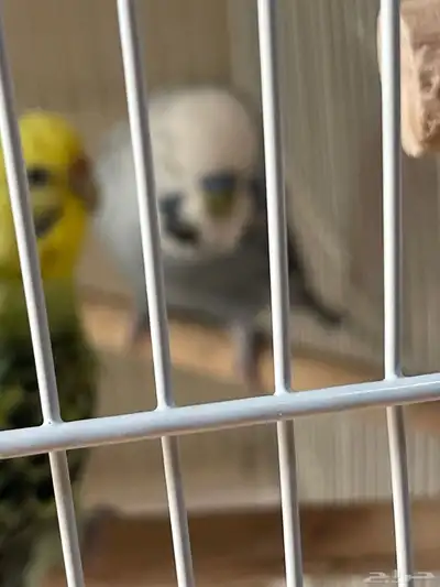 ذكر بادجي و5اناث وذكر كروان 0