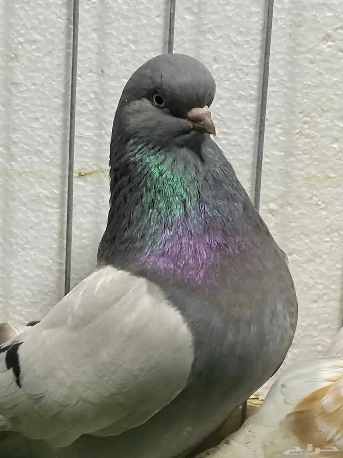 حمام اناثي لونق 3