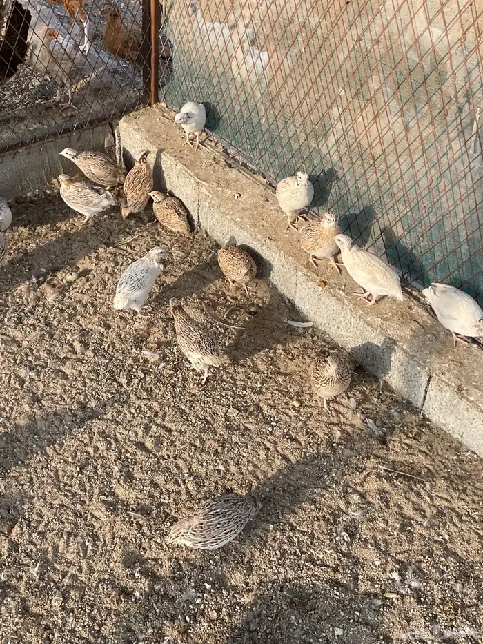 للبيع بيض سمان 3