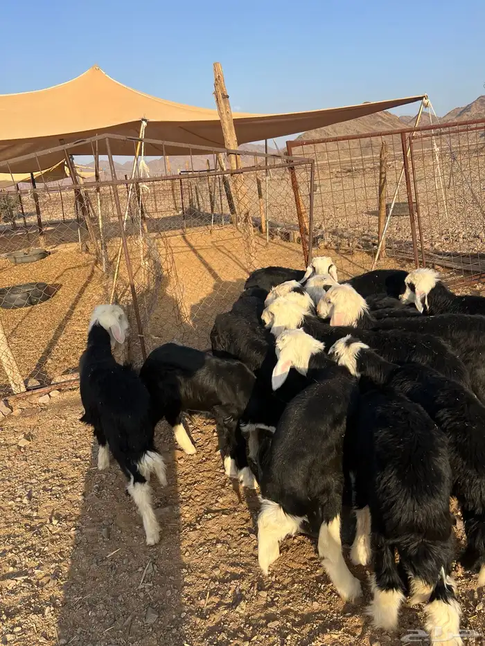 طليان نجد 15 ضحايا ( تم البيع خارج الموقع ) 20