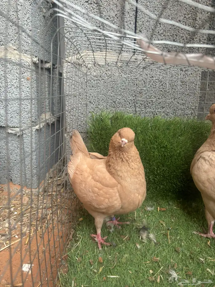 حمام كنق 1