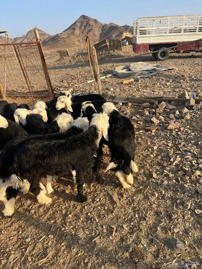 طليان نجد 15 ضحايا ( تم البيع خارج الموقع ) 23