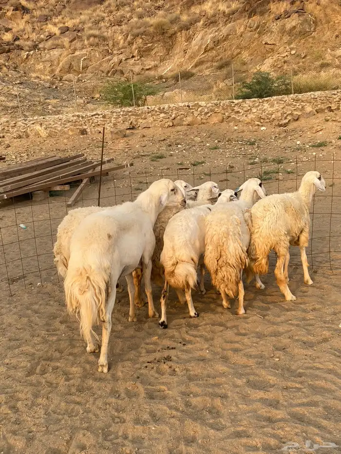 ضان او غنم حرش جروم فاخره 7 بالفحل ( تم البيع) 3