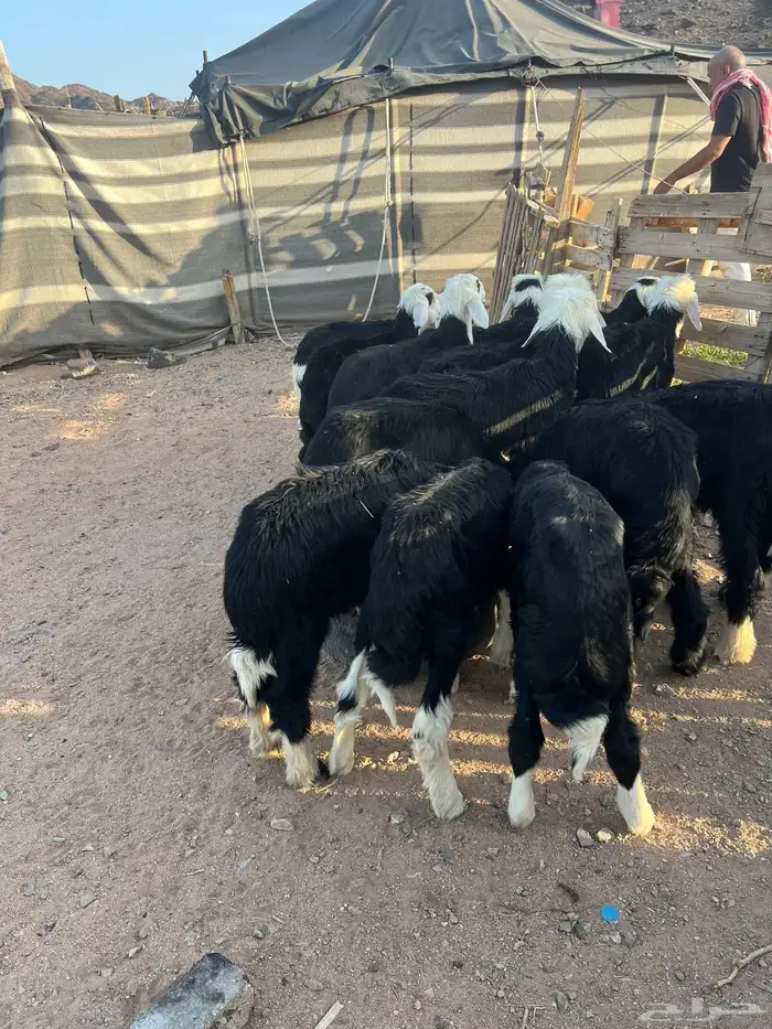 طليان نجد 15 ضحايا ( تم البيع خارج الموقع ) 30