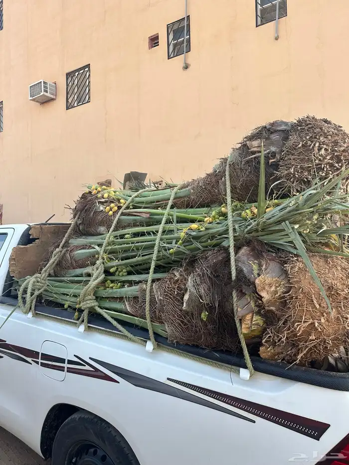 نخل مثمر للبيع مع الغرس 5