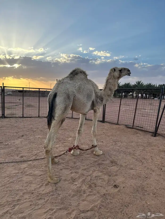 يعع قعود 11