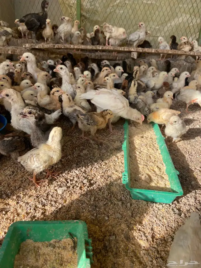 صوص دجاج بلدي 0