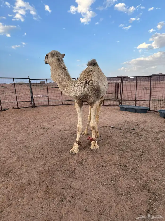 يعع قعود 6
