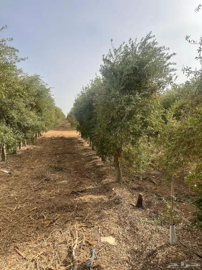 اشجار زيتون 4