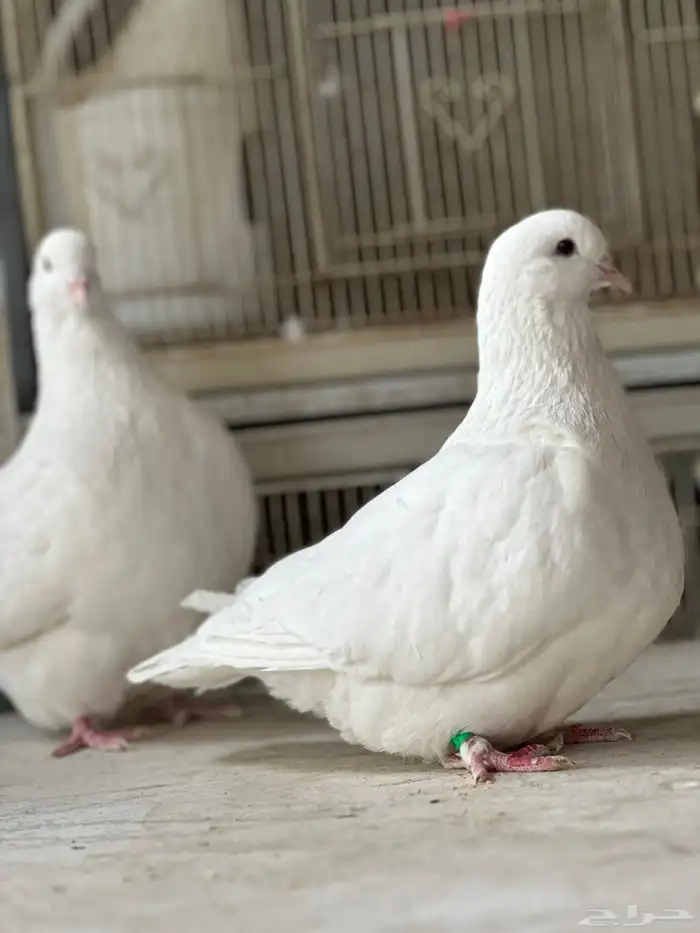 حمام فرش 0