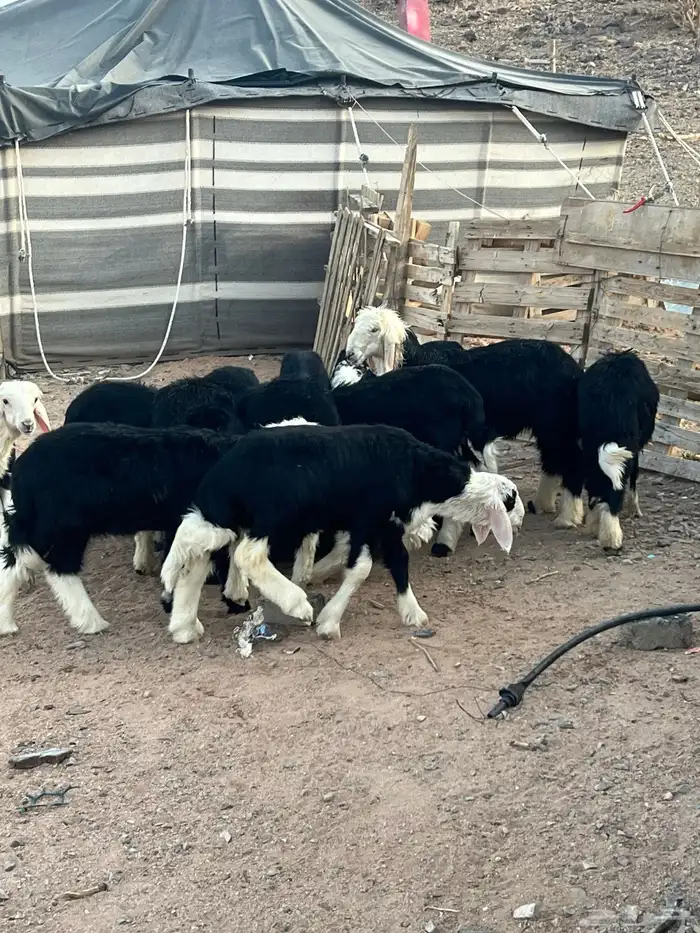طليان نجد 15 ضحايا ( تم البيع خارج الموقع ) 26