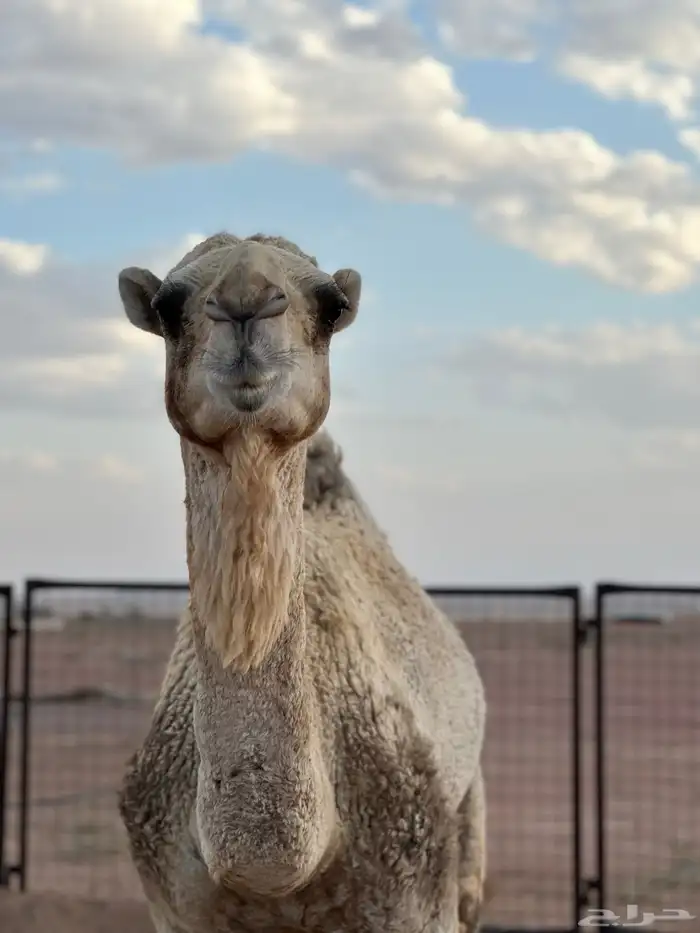 يعع قعود 2