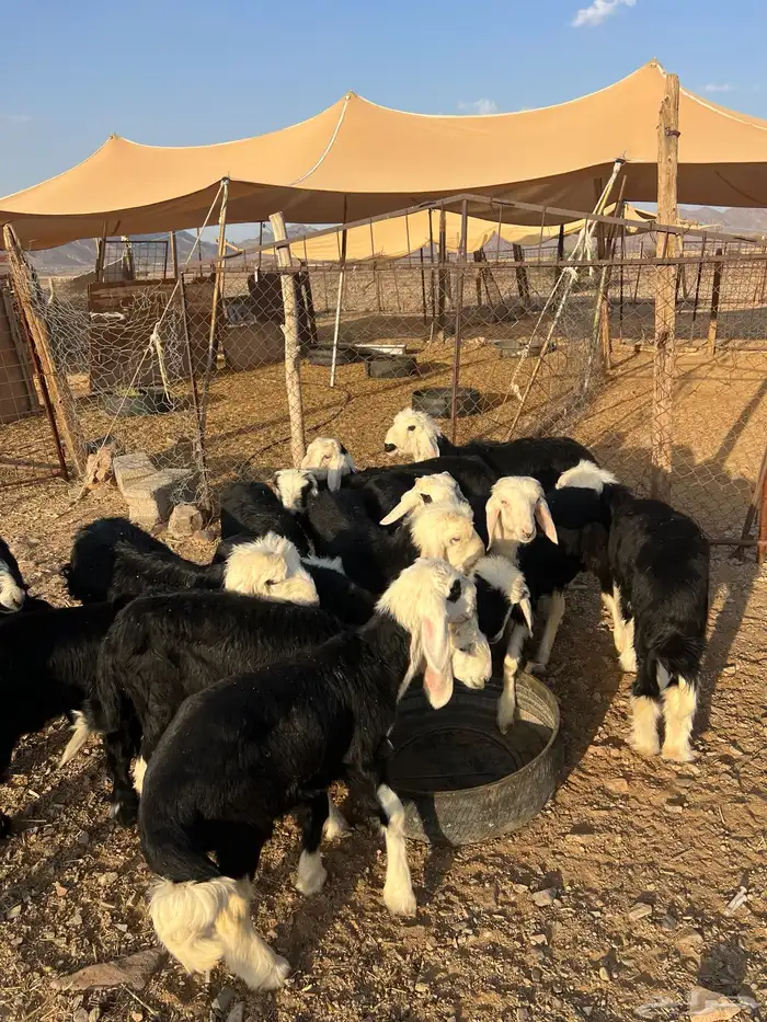 طليان نجد 15 ضحايا ( تم البيع خارج الموقع ) 12