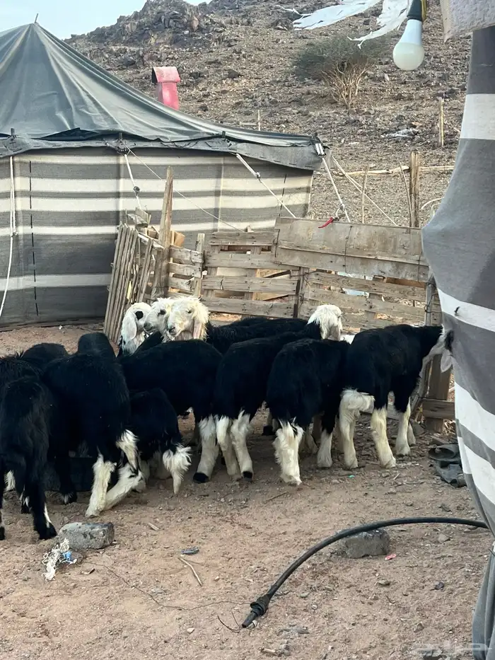 طليان نجد 15 ضحايا ( تم البيع خارج الموقع ) 24