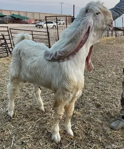 تم البيع جذع مطور خصم ابيض ابرص (هولندي)- (حجازي) 3