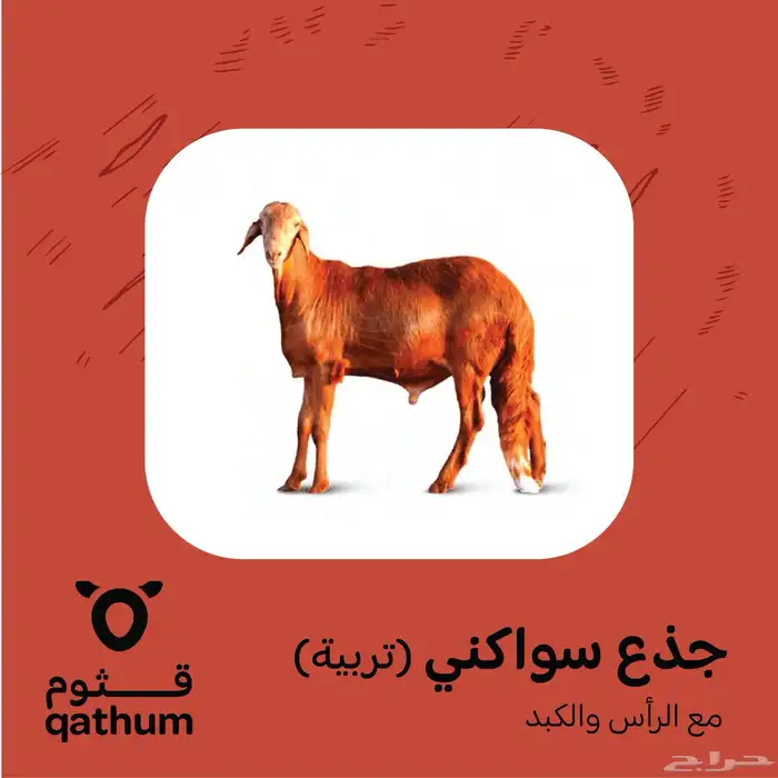 ذبائح نعيمي وتيوس وسواكني وحاشي وعجل 4