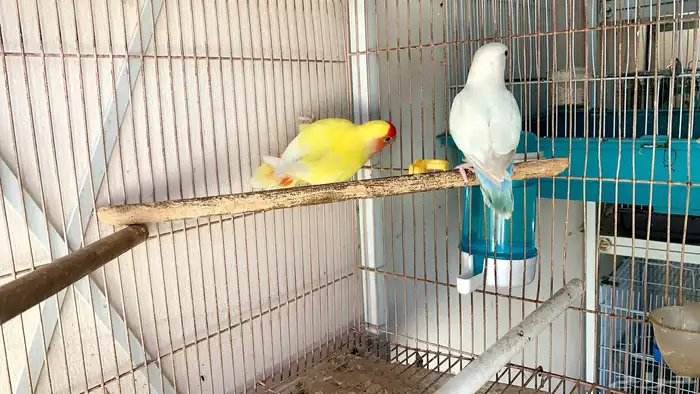 زوج روز منتج 1