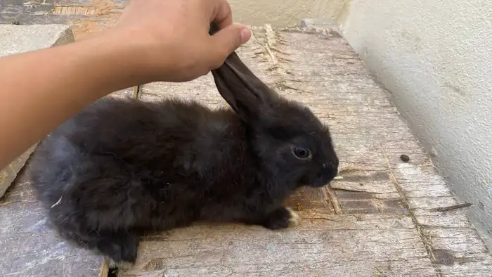 أرانب ل البيع 5