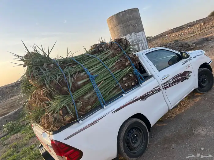 نخل مثمر للبيع مع الغرس 1