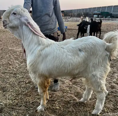 تم البيع جذع مطور خصم ابيض ابرص (هولندي)- (حجازي) 4