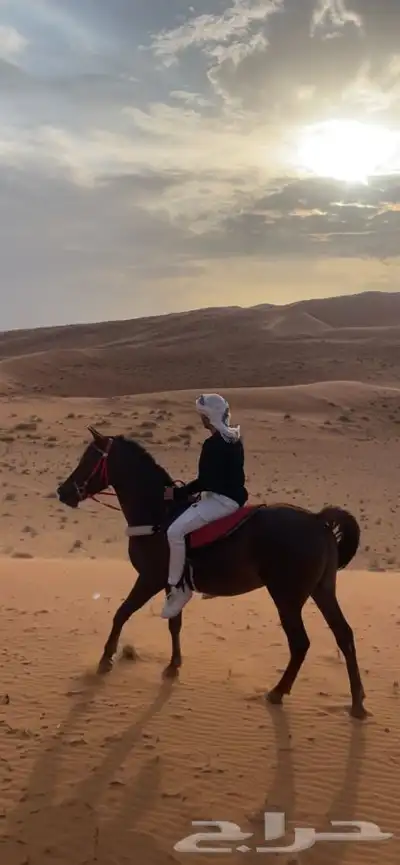 للبيع فرس شعبيه تنافس الواهو 3